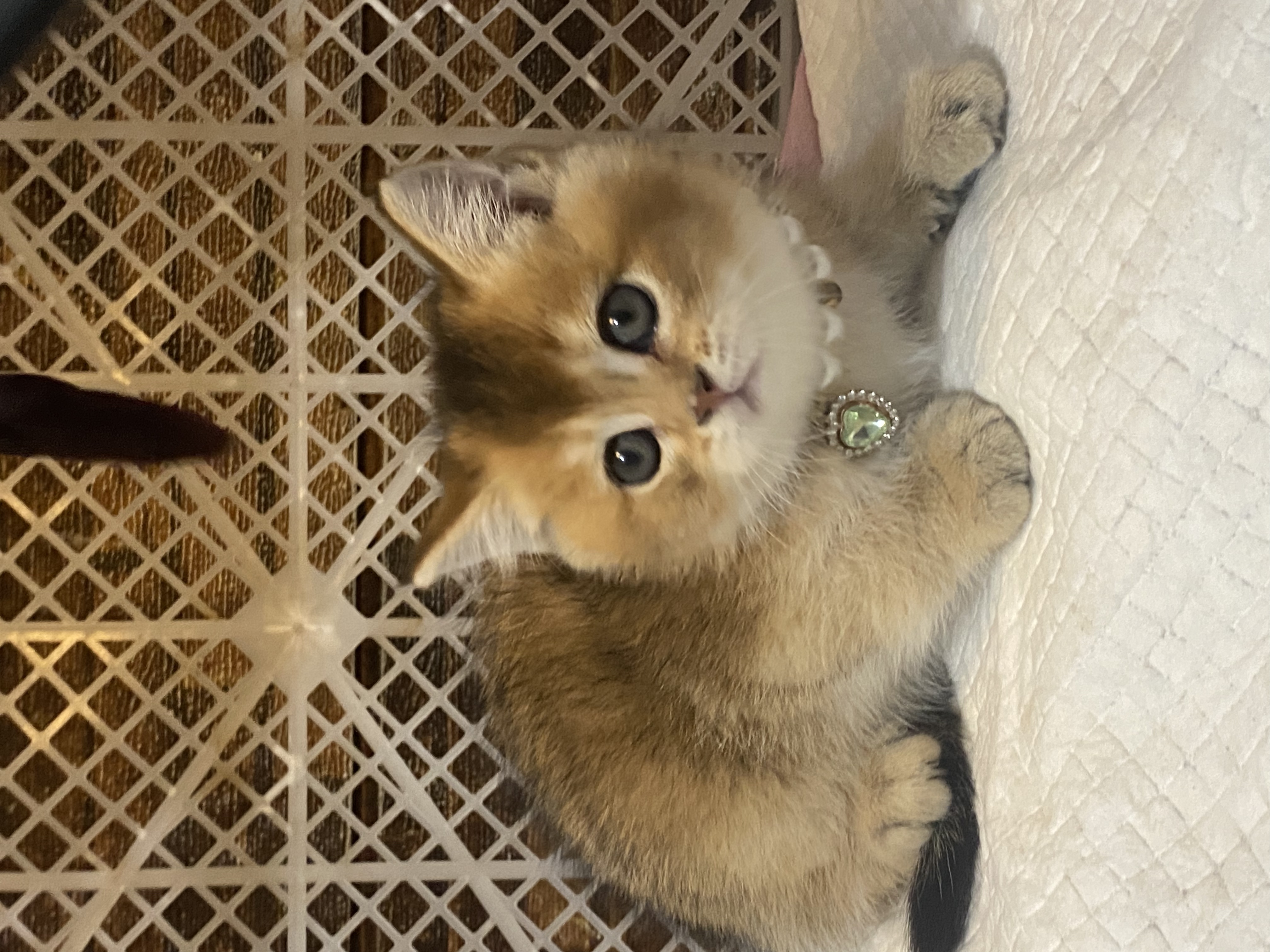 超肥超可爱～无病无藓～包一针疫苗内驱外驱过渡粮～